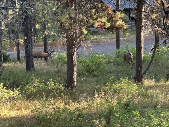 deer browsing on wooded slope