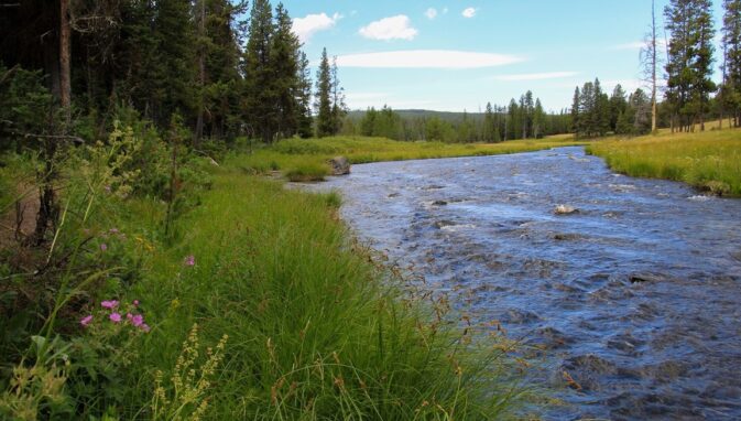 wide creek with trees alongside