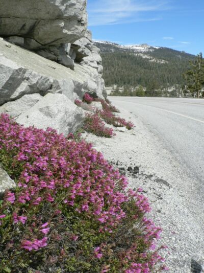 wildflowers blooming along road