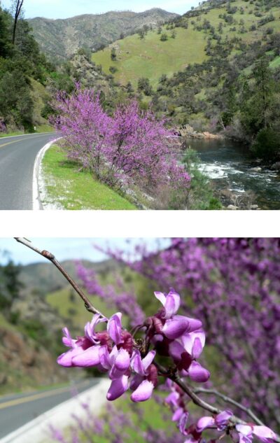 redbud alongside river and blossoms closer up