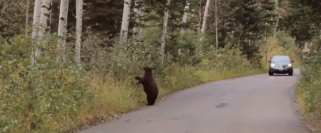 bear standing at road edge as car approaches 