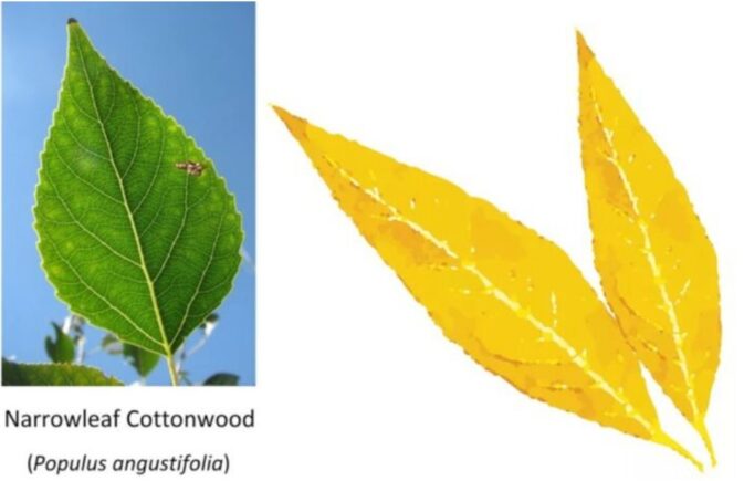green and yellow leaves