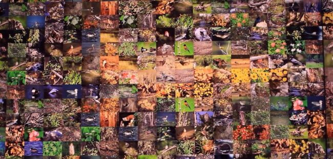 many photos in rows